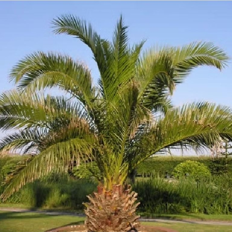 Tanaman Palem Kenari Afrika Robusta (Impor) / Phoenix Canariensis / Palem Kenari Kuning / Canary Isl