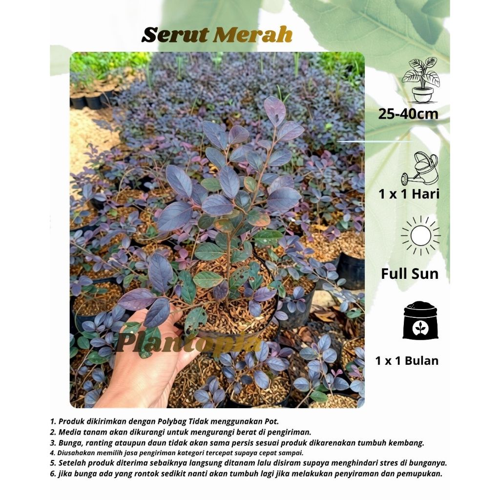 Serut Merah - Bibit Tanaman Hias Serut Merah (Loropetalum Chinense)