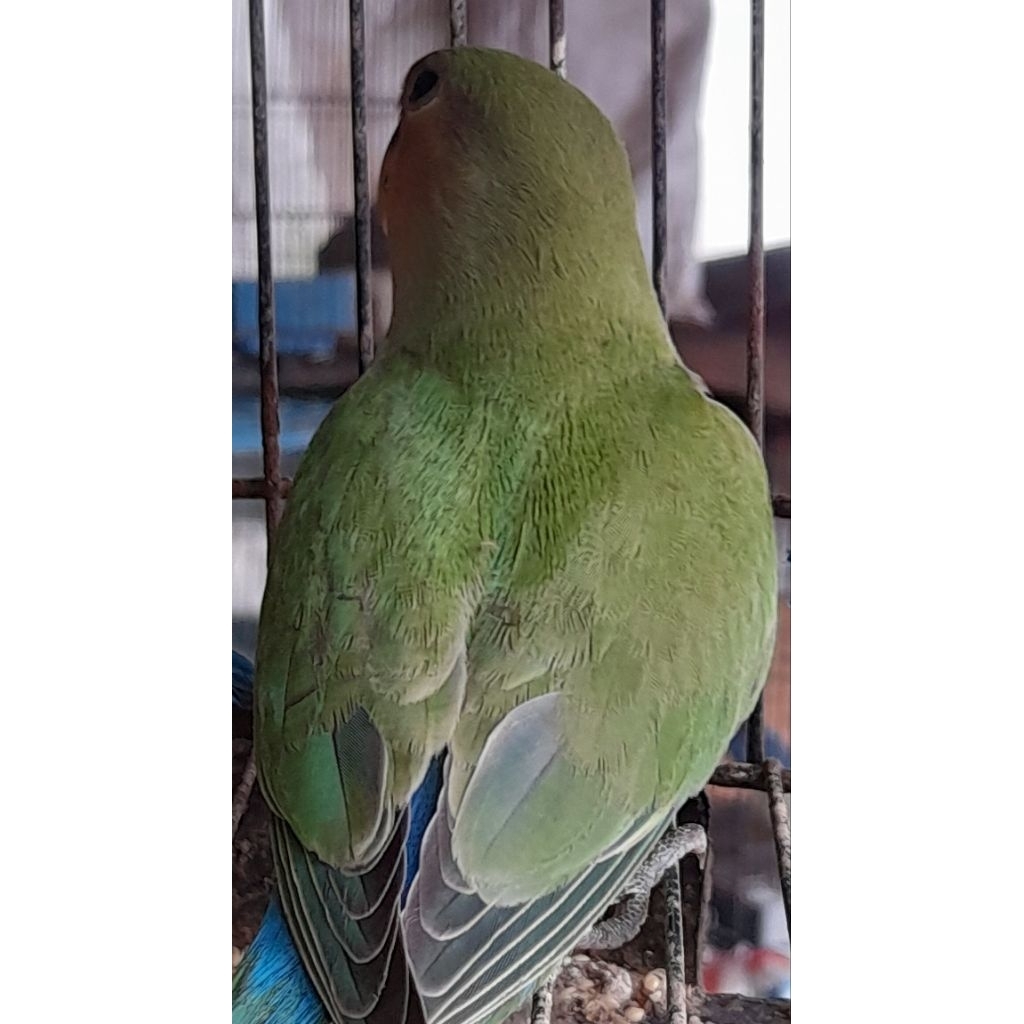 BURUNG LOVEBIRD NK GREEN BABY AN SATUAN