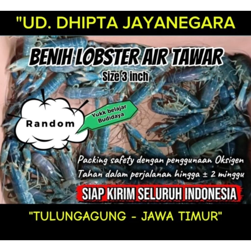 Bibitan Lobster Air Tawar (Red Claw)