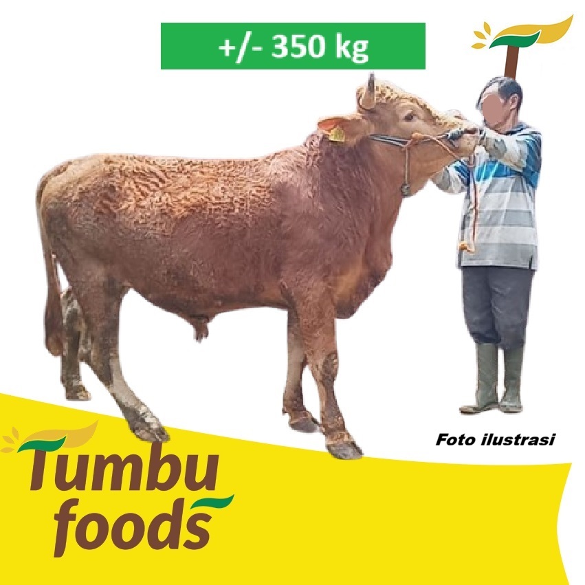 Sapi Kurban Idul Adha Hewan Hidup - Lunas 100% - Free Ongkir Qurban