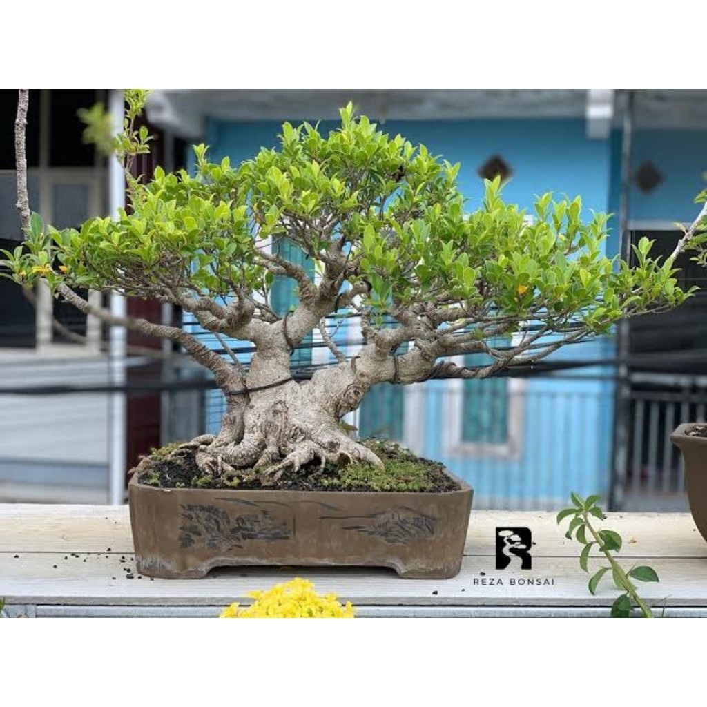 BAHAN BONSAI BERINGIN KIMENG SUDAH AKAR MURAH GAN