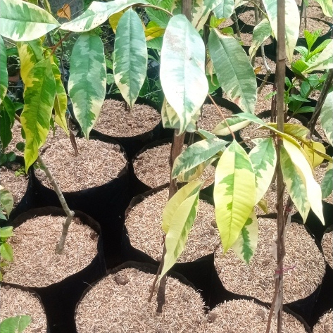 bibit kenitu varigata atau sawo duren okulasi tinggi 1 meter