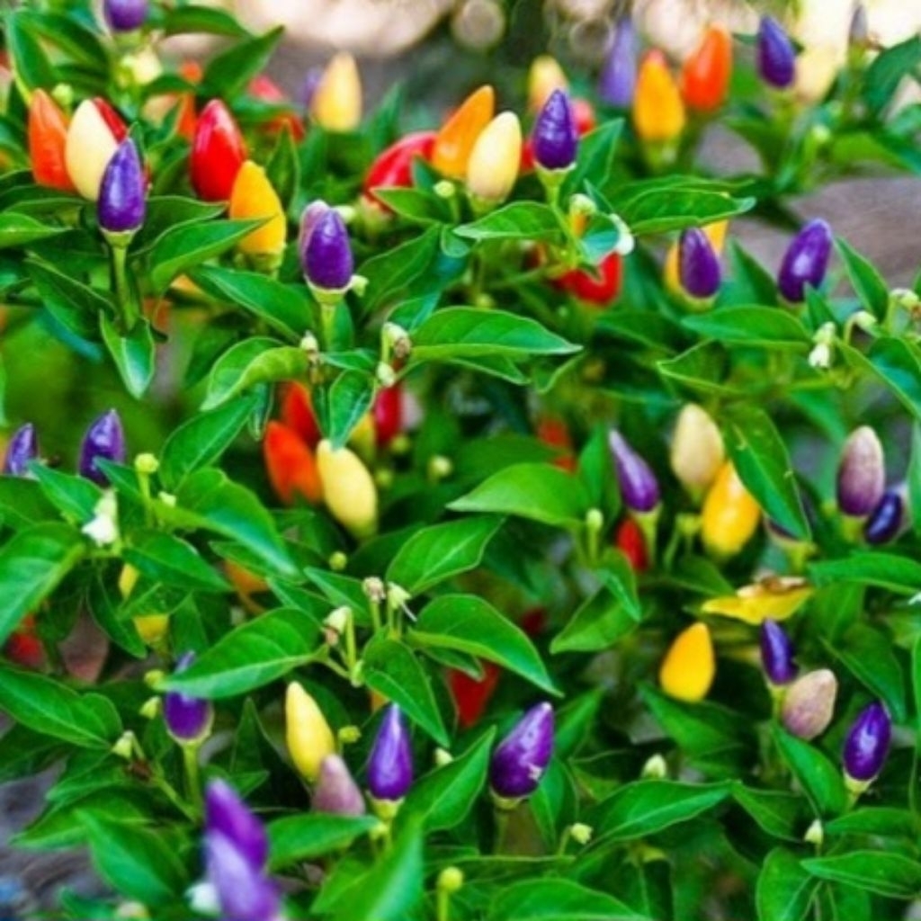 Benih Cabe Pelangi 5 Biji | Bibit Cabe Hias Warna Warni | Cabai Pelangi Tanaman Hias Unik