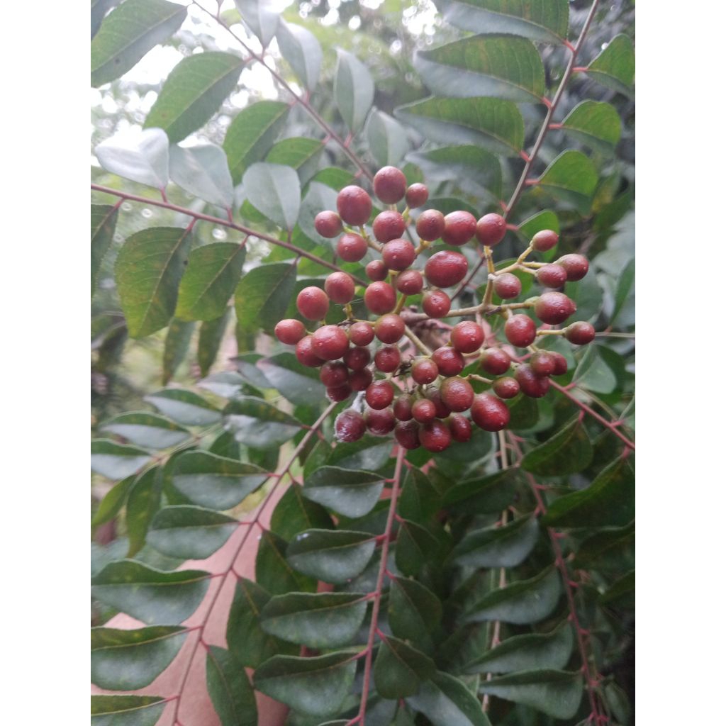 Daun biji Kare / Kari / Salam Koja Murraya Konigi / Korokeling