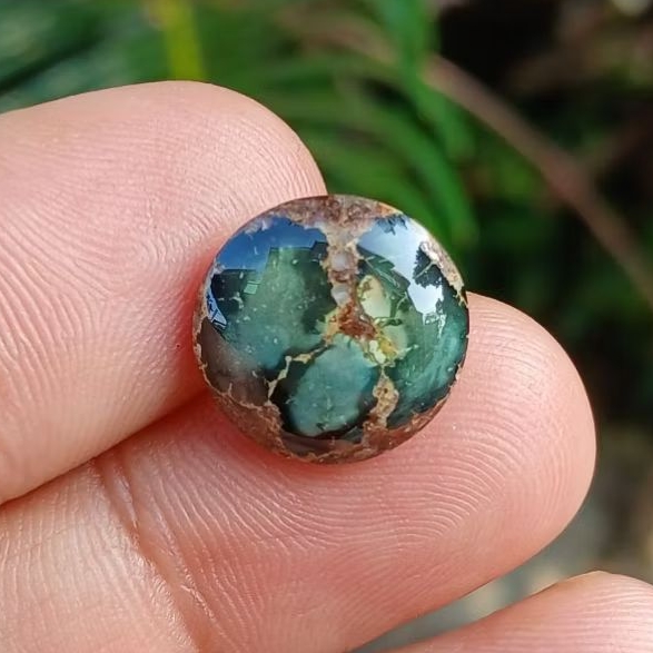 pirus persia ceplok