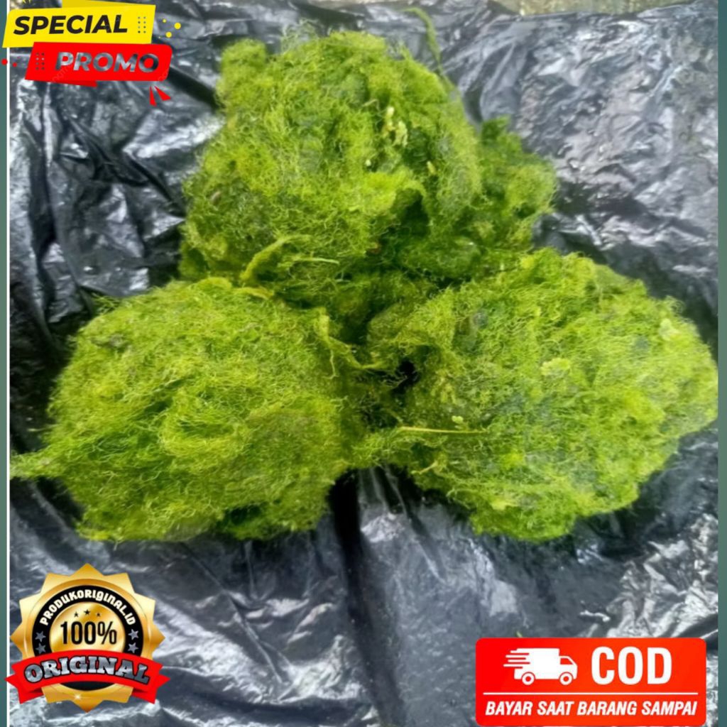 lumut umpan mancing ikan nila mujair 250 gram