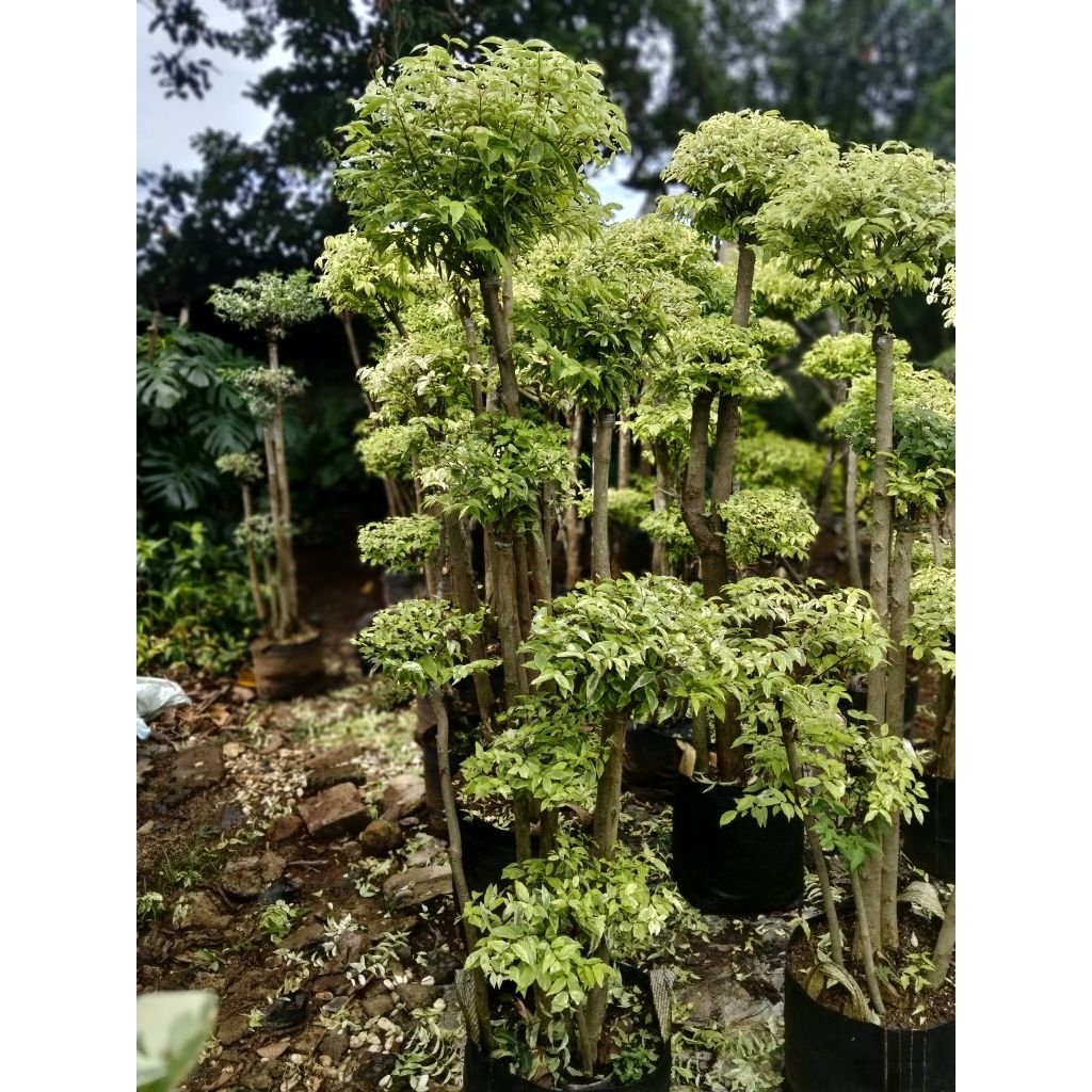 Bonsai anting Putri tinggi 2 meter bonsai taman anting Putri