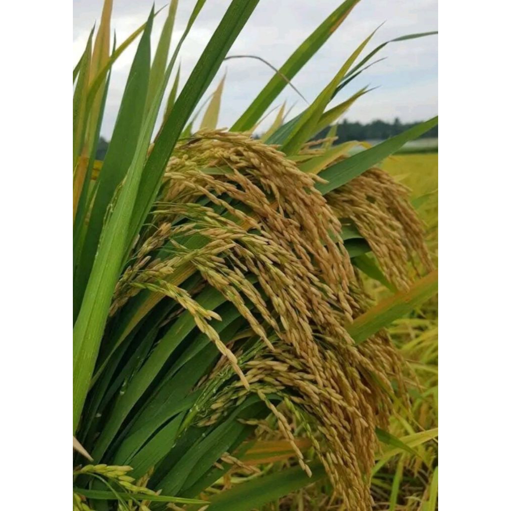 Benih padi Thailand Jumbo (5kg)