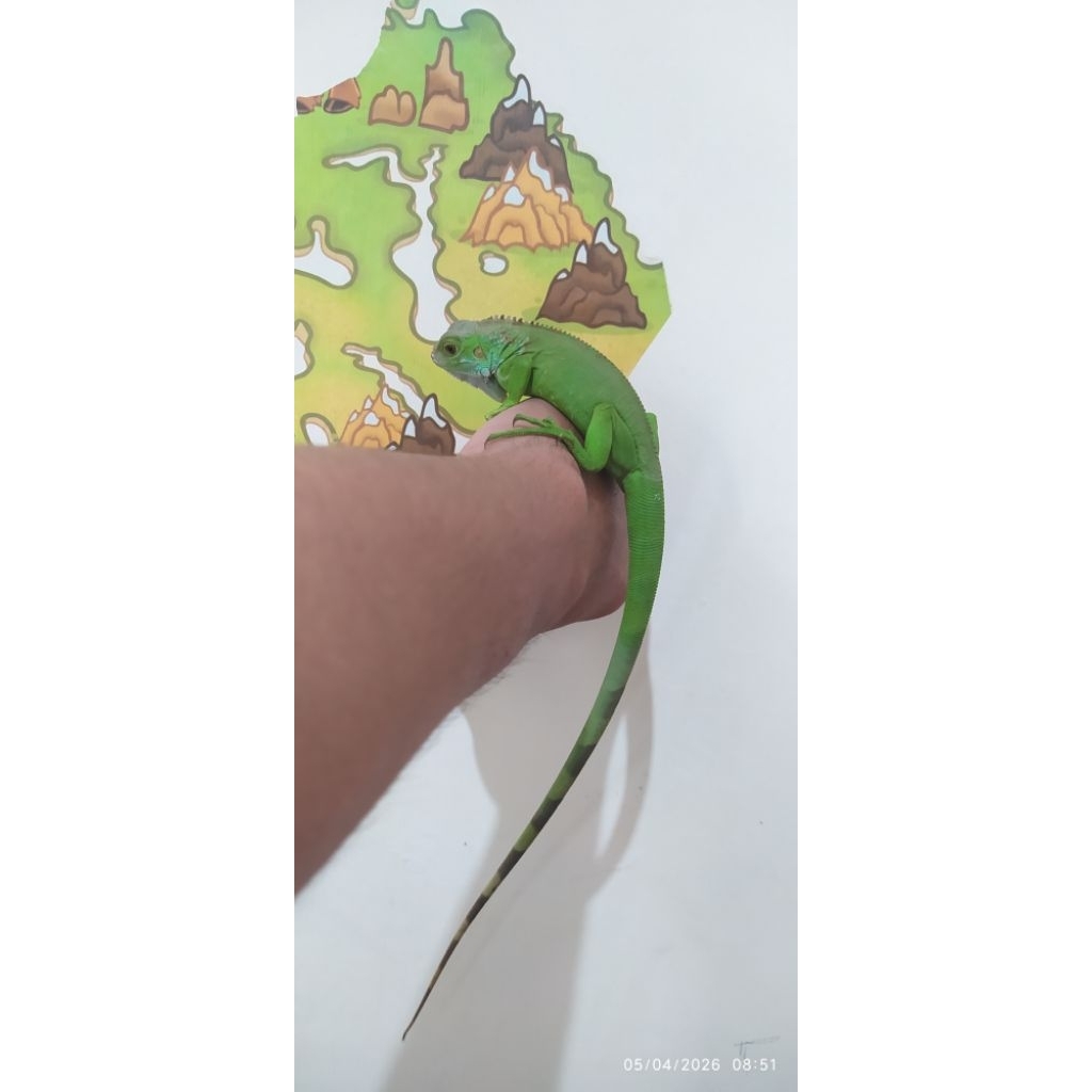 pakan "iguana green juve"
