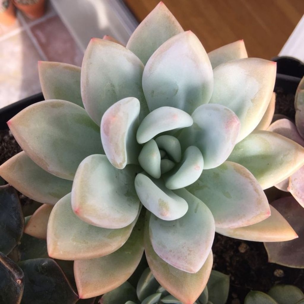 Kaktus Sukulen Hidup Mini Opalina Free Pot