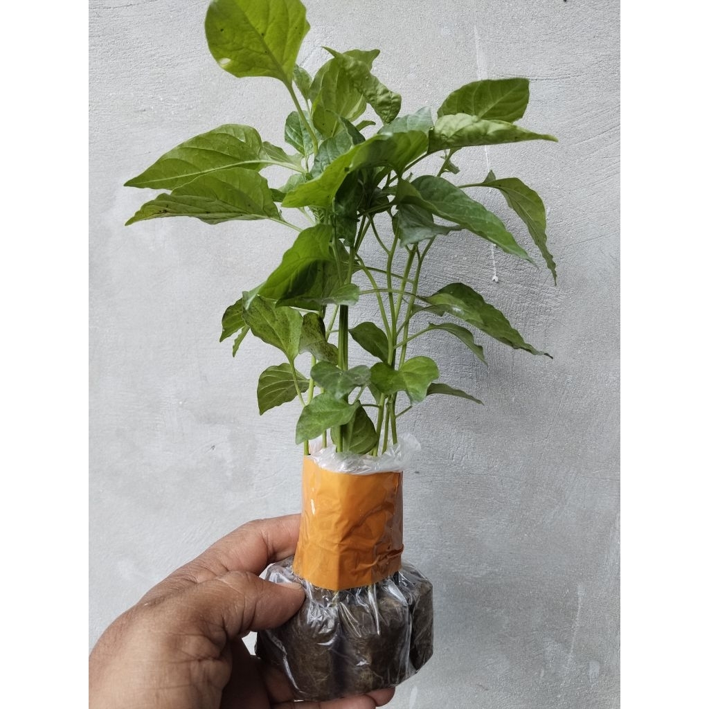 10bibit cabe rawet ori 212