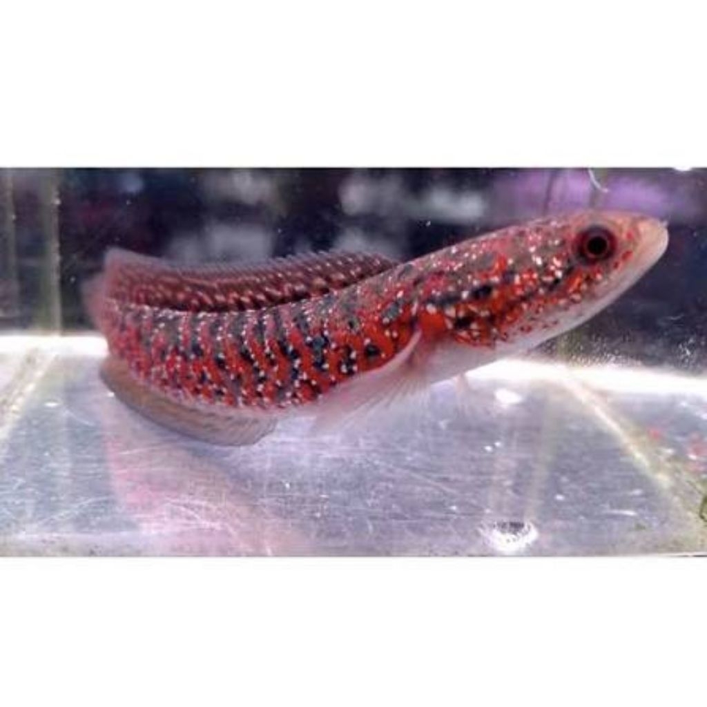 Rsp. Kalimaya red spot asiatica ukuran 4-5cm...