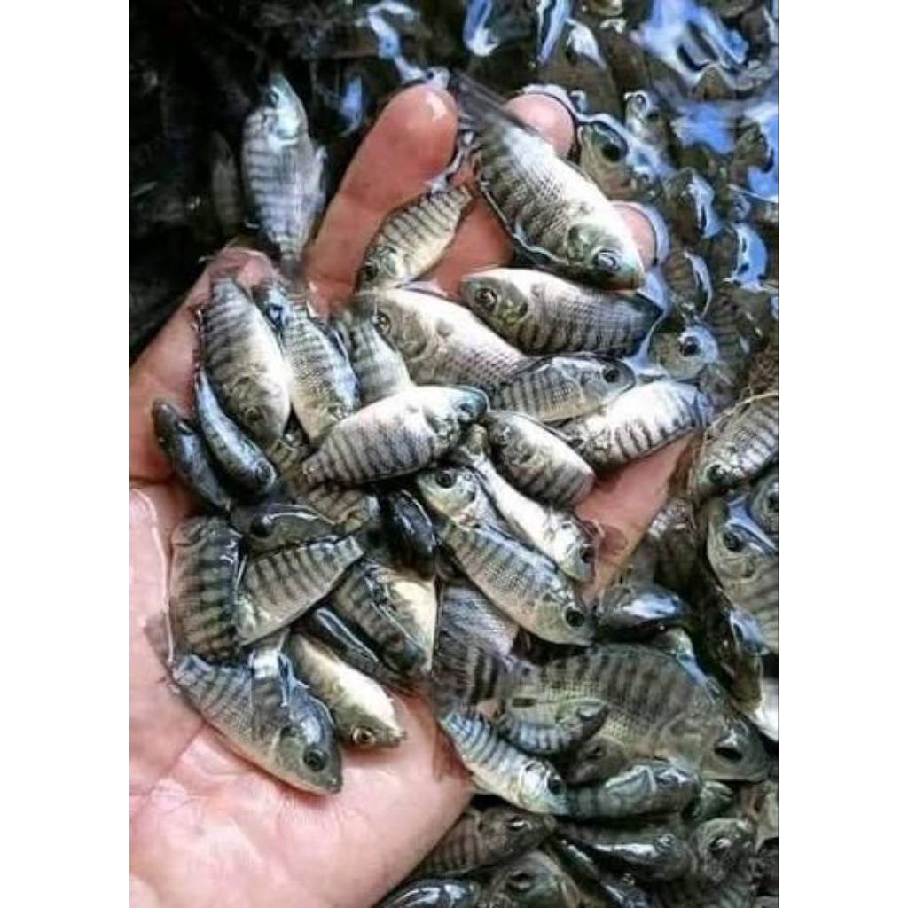 PAKET 30pcs BIBIT NILA HITAM TOBA / Nila Hormon Kekar 4-6cm BERGARANSI KIRIM INSTANT