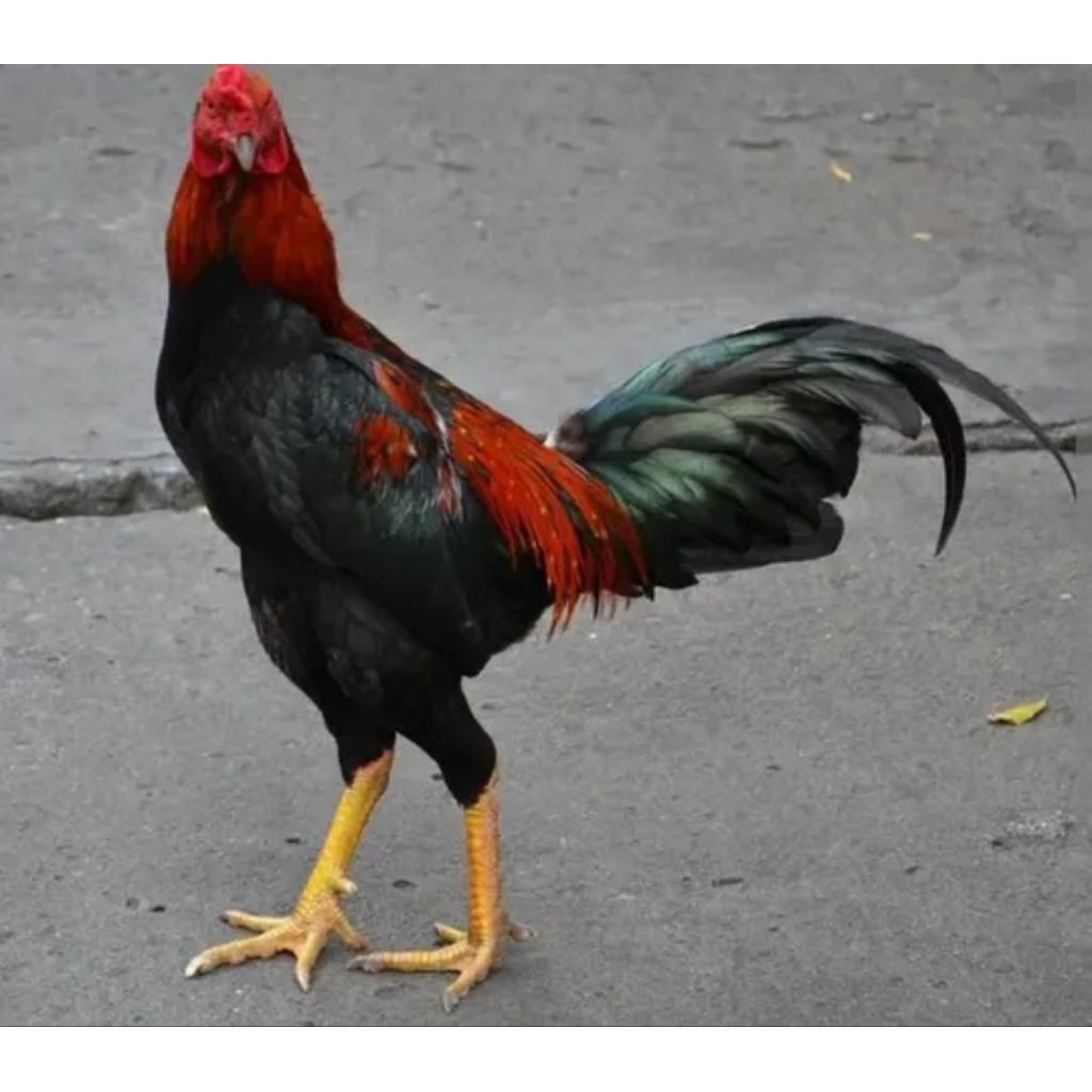 ayam jago kampung dewasa