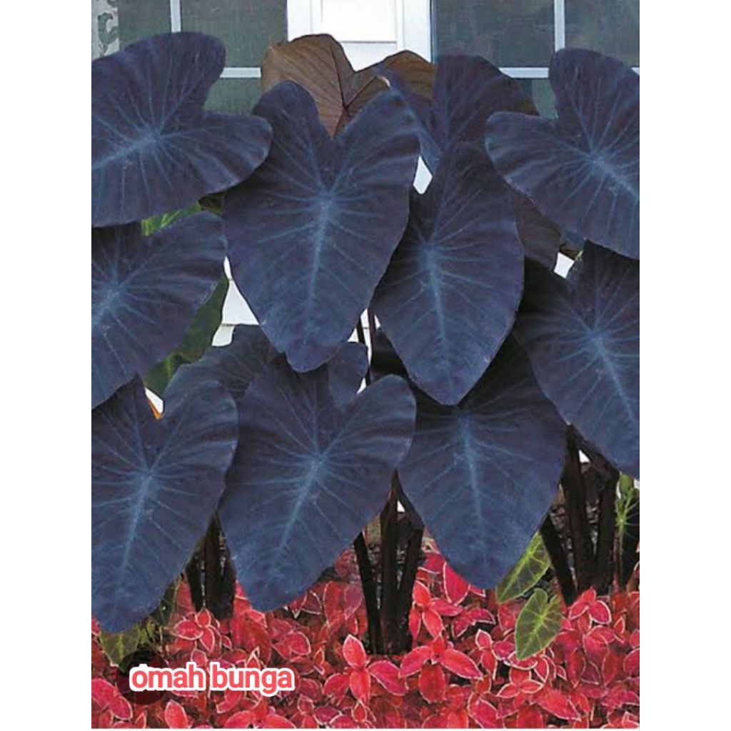 colocasia black magic,sente black magic remaja