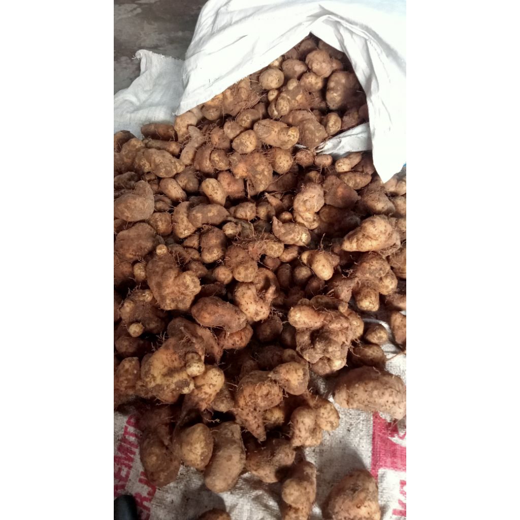 gembili ketan