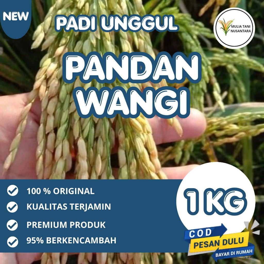 Benih Padi Pandan Wangi / Mentik Wangi 5 kg