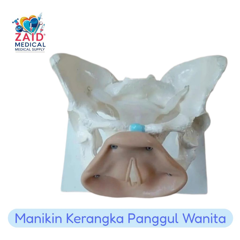 Phantom Manikin Model Kerangka Panggul Wanita