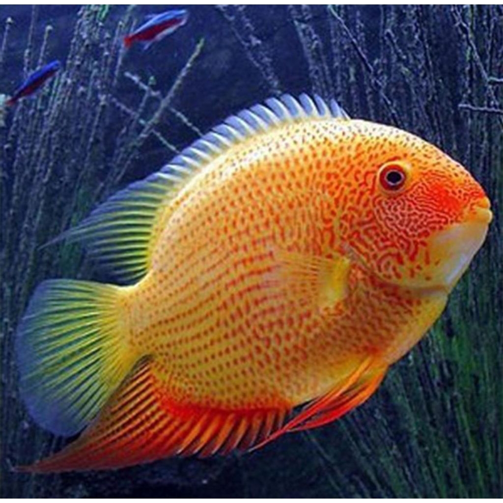 golden red severum
