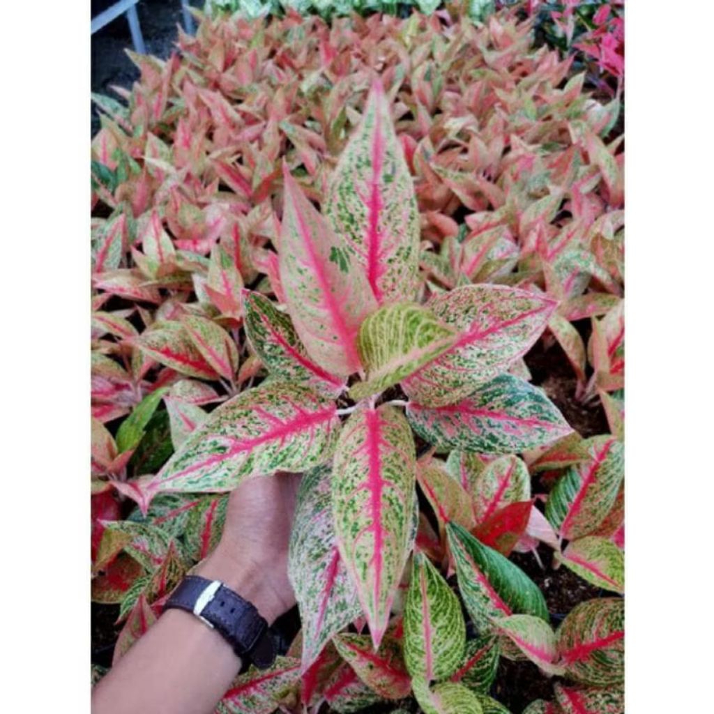 AGLONEMA LEGACY DEAWA / LEGACY /  TANAMAN HIAS AGLONEMA