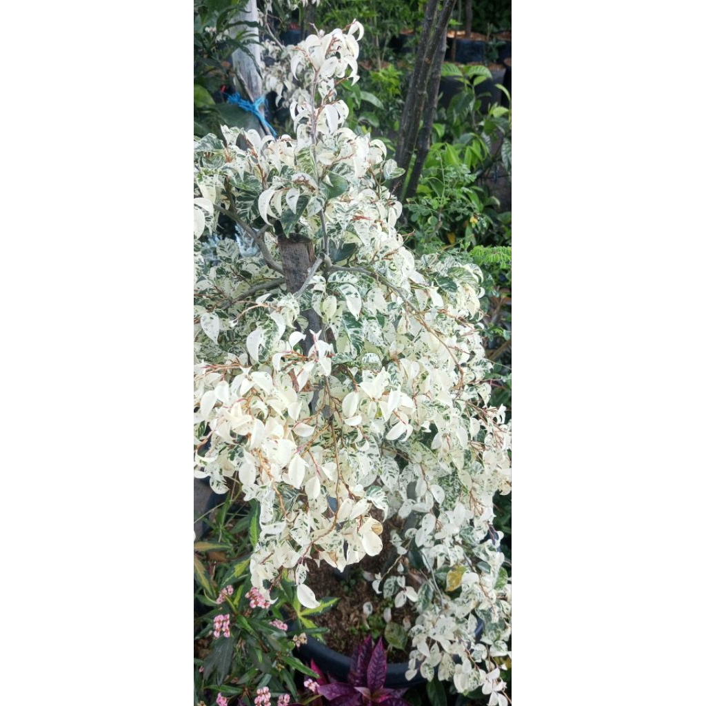 Tanamab Pohon Beringin Putih Variegata atau Ficus benjamina Variegata.