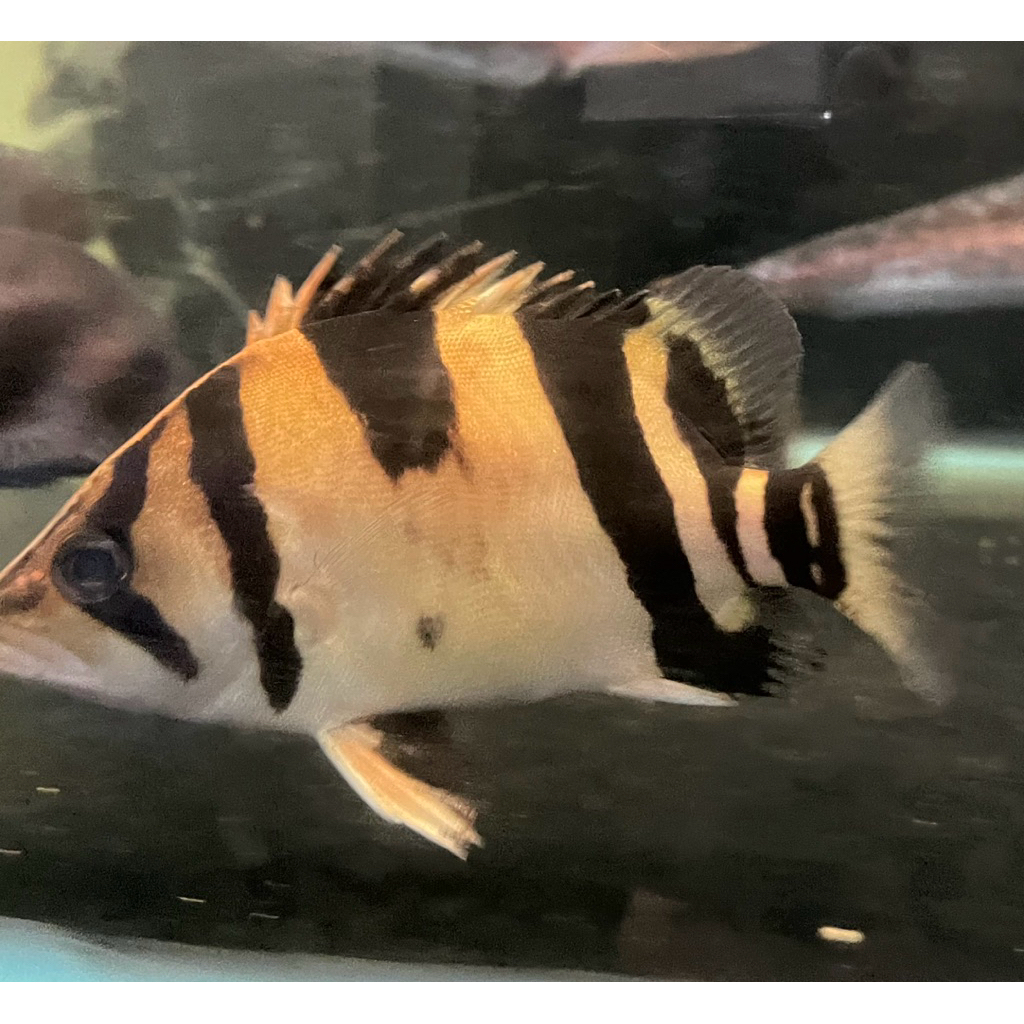 Hiasan Aquarium Ikan Datz Tigerfish 3 bar unik