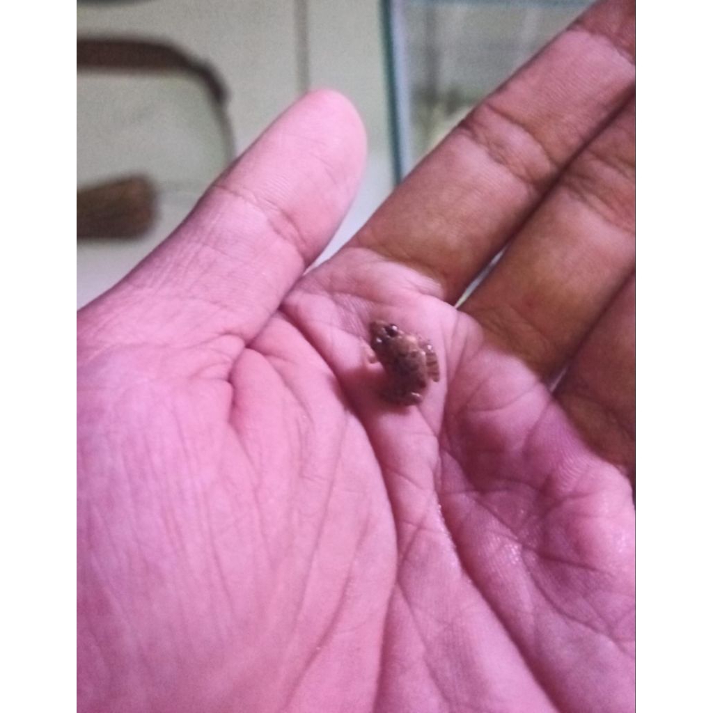 katak sawah hidup (fresh)