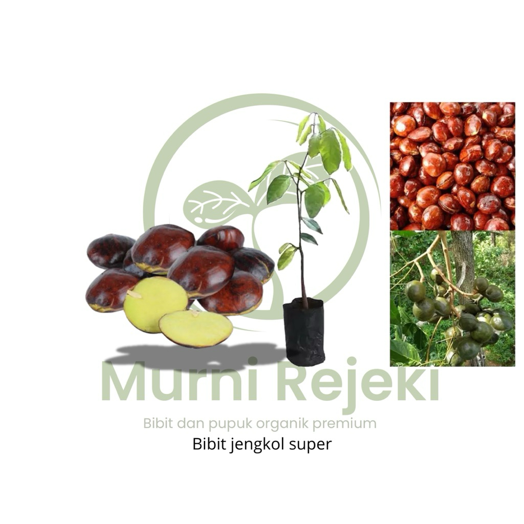 Bibit jengkol super / bibit okulasi super unggul