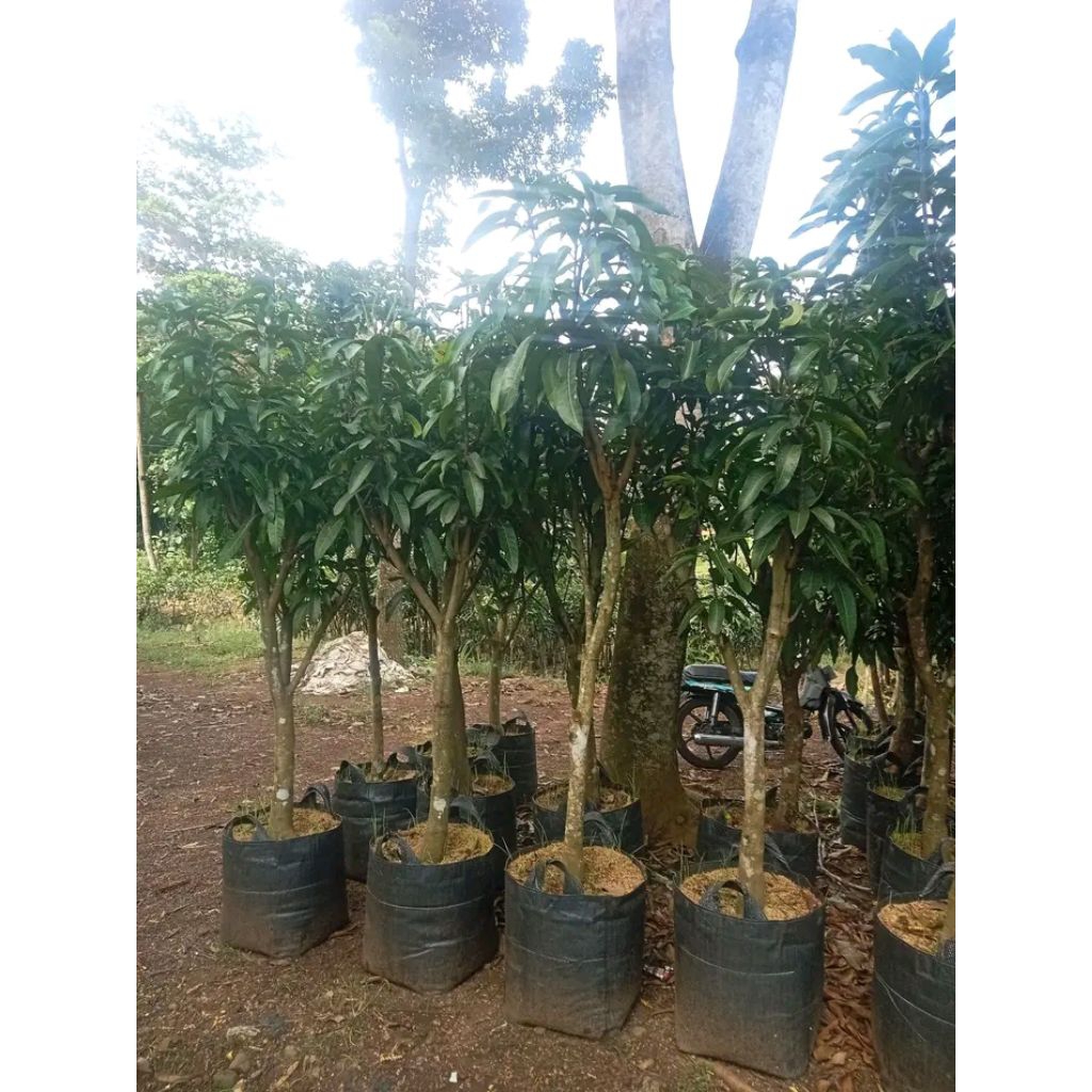 Bibit mangga kiyojay
