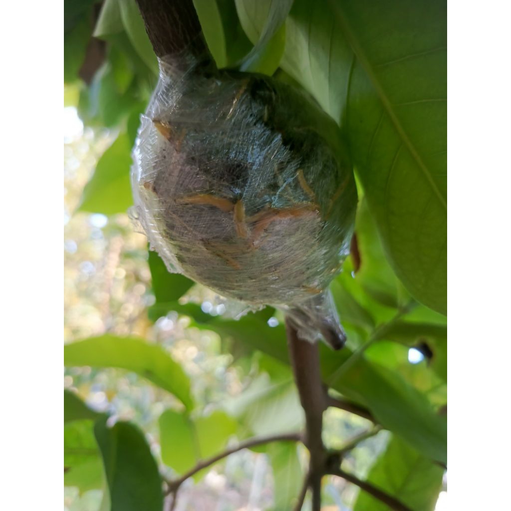 Cangkok Fresh Jambu Green Giant