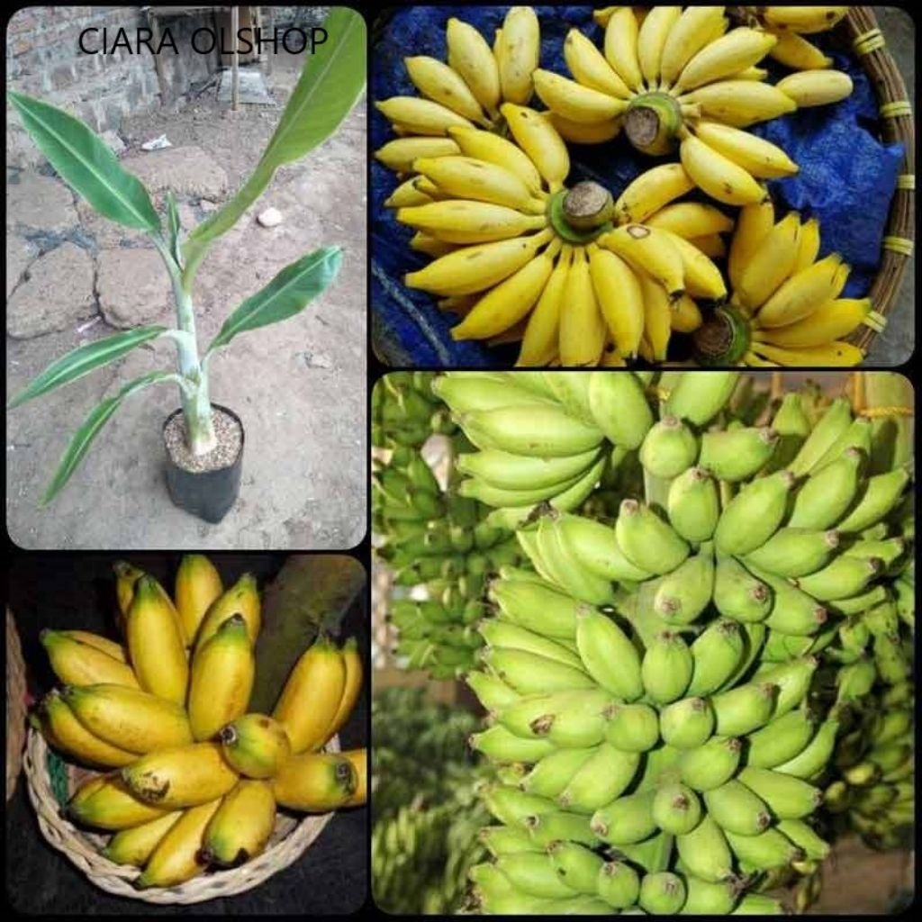 benih pisang emas/pisang limpung/bibit pisang emas super