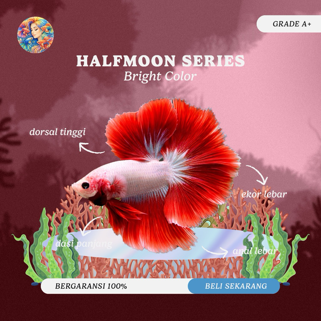 Cupang Aksesoris Aquarium – Halfmoon Rosetail Red Dominan Jumbo Grade A+
