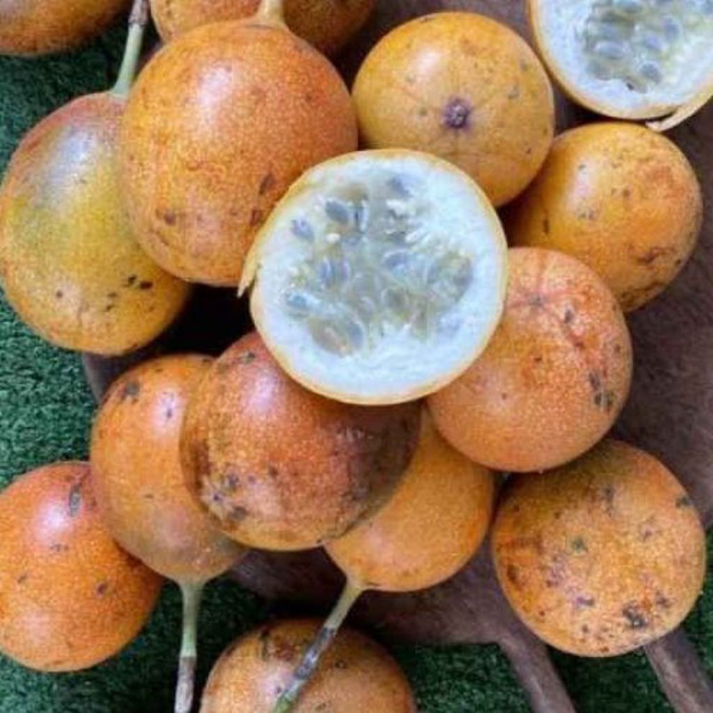 benih/biji buah markisa Bali madu manis dapet 20 butir