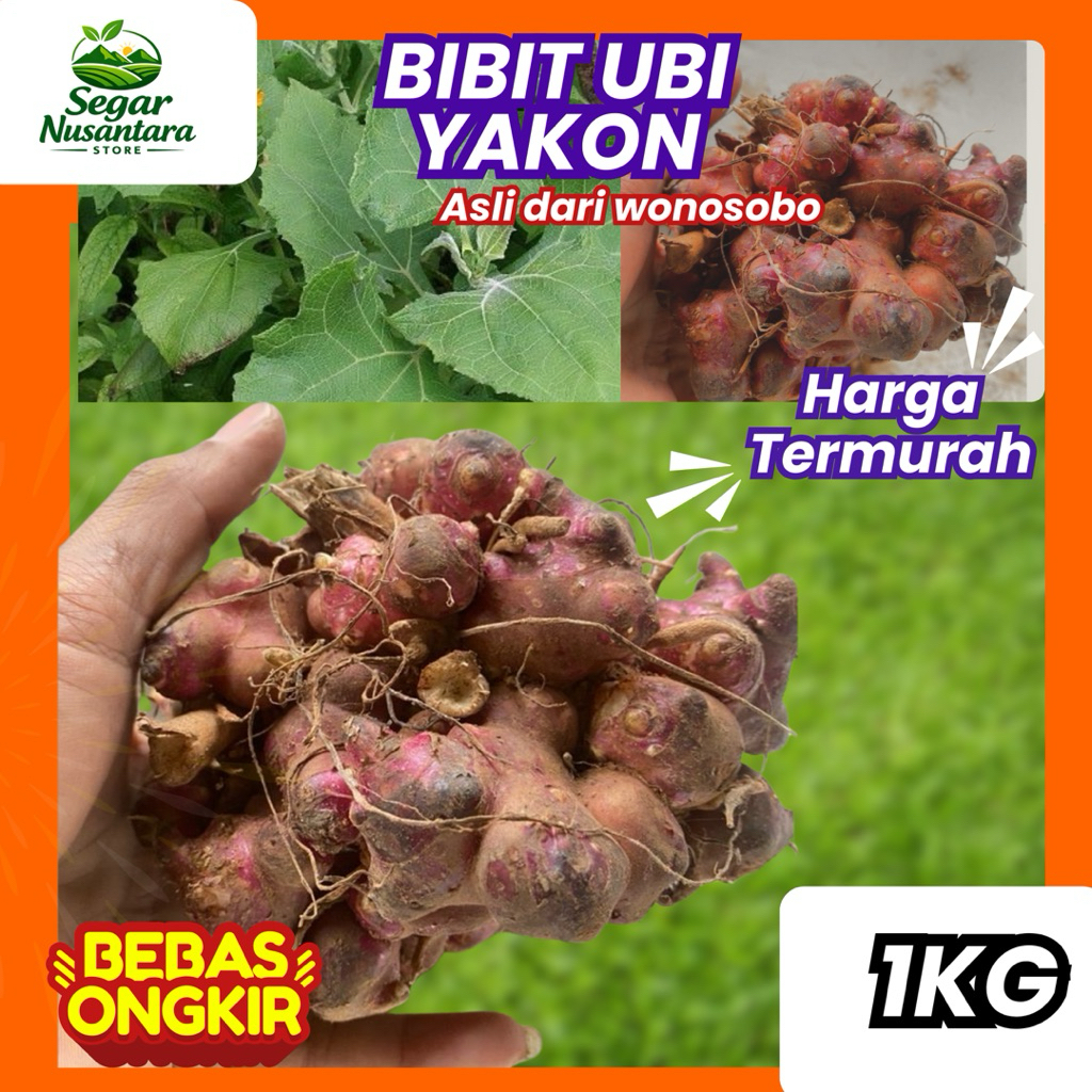 BIBIT UBI YACON / RIMPANG BIBIT UBI YACON 1kg