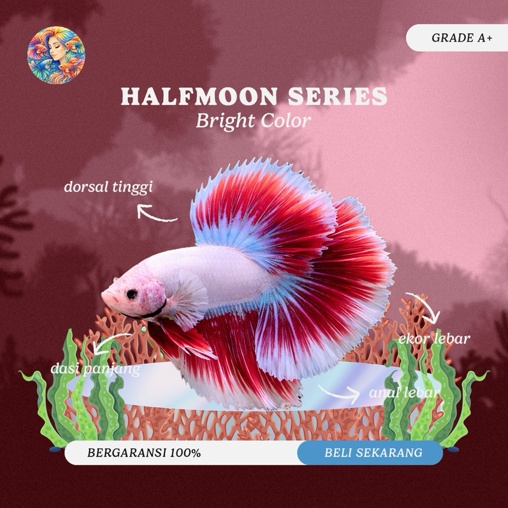 Cupang Aksesoris Aquarium – Halfmoon Rosetail Red Kriwil Jumbo Grade A+