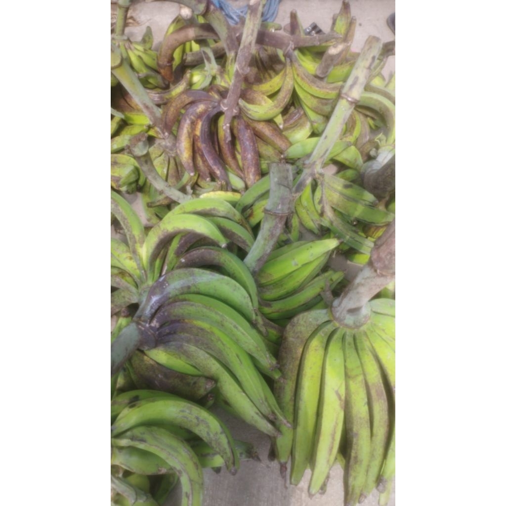 PISANG TANDUK MADU