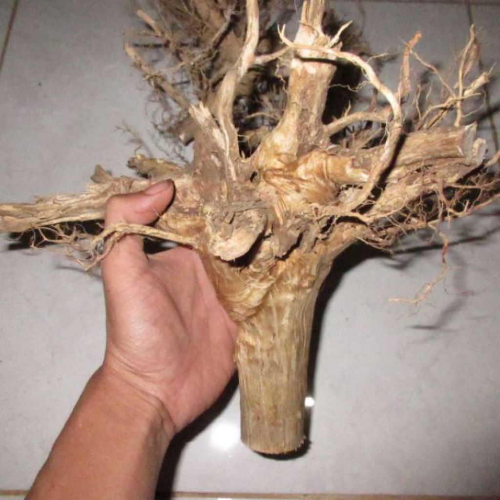 akar senggani aquascape BONSAI aquarium, sudah bersih siap pakai