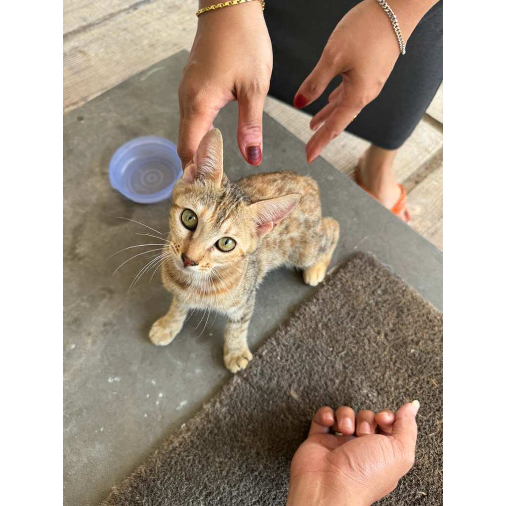 Kucing Kitten 4 Bulan original Bengal mix himalaya Betina