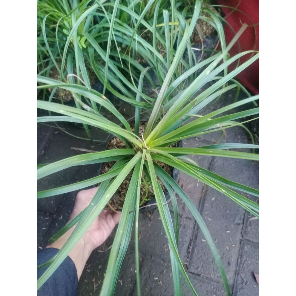 tanaman palm nolina botol