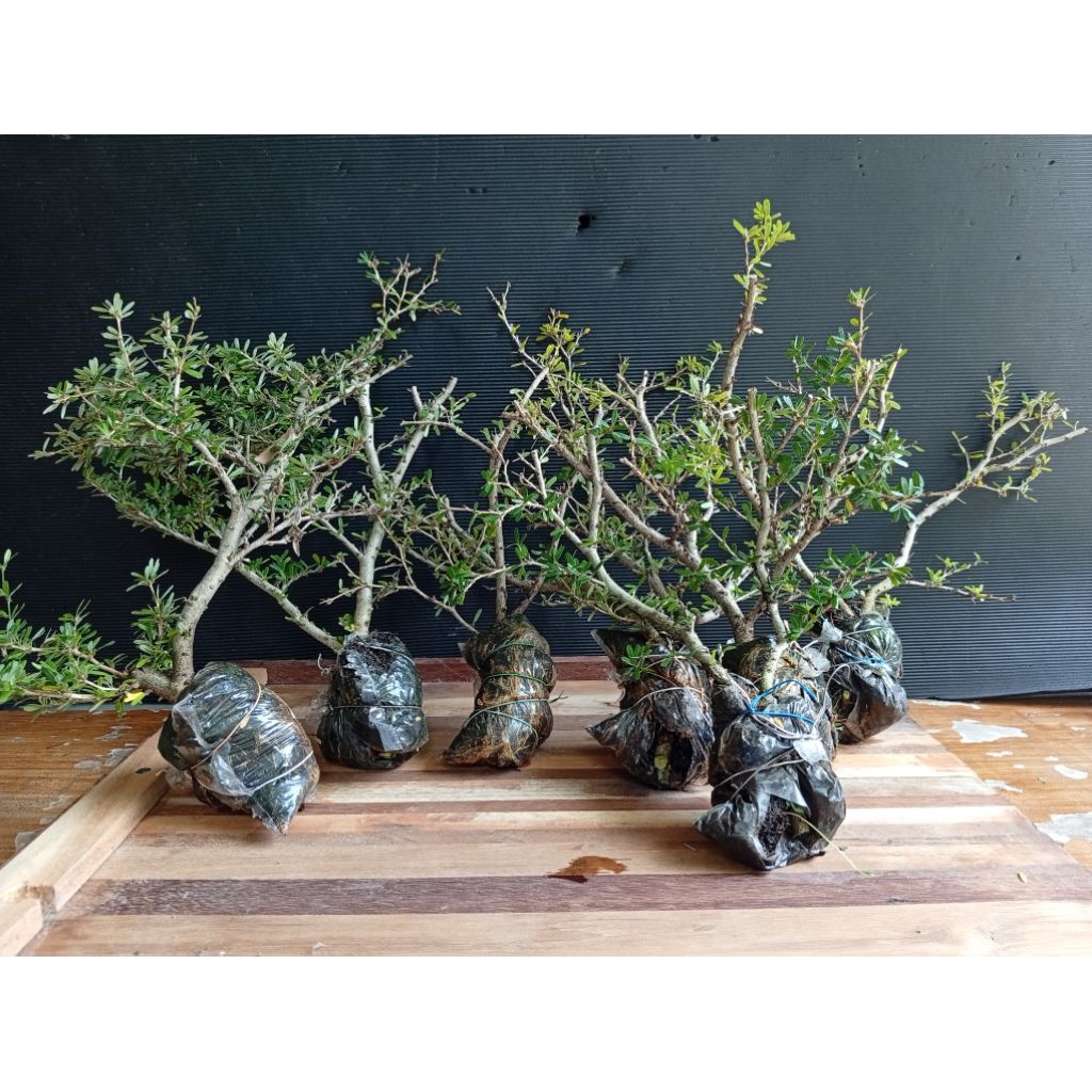 saeng simbur micro (bunga ungu)