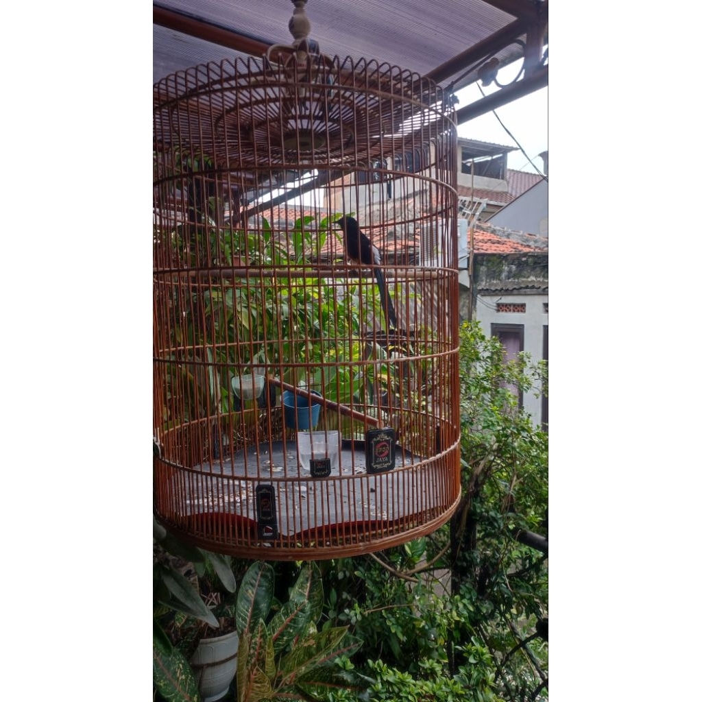 Murai Batu Jantan