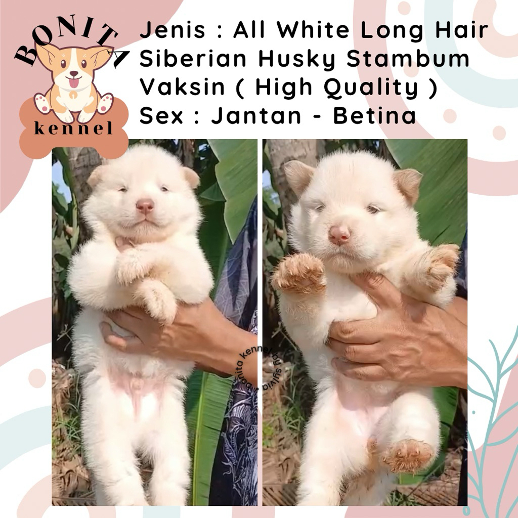 Long Hair Siberian Husky Stambum Blue Eyes Jantan Flip Flop Betina Anak Anjing Husky