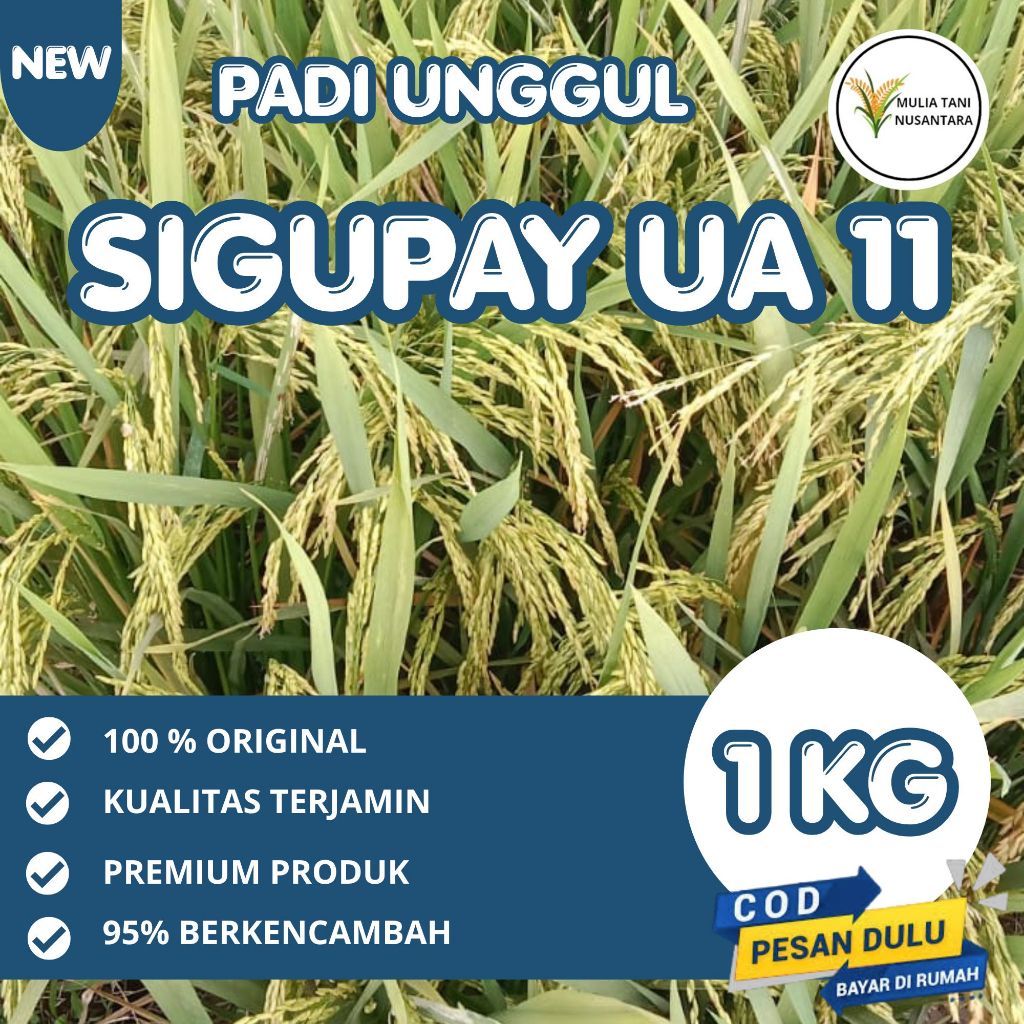 Benih Padi Unggul UA 11 Sigupai / UA11 Sigupai Lokal Aceh 1Kg