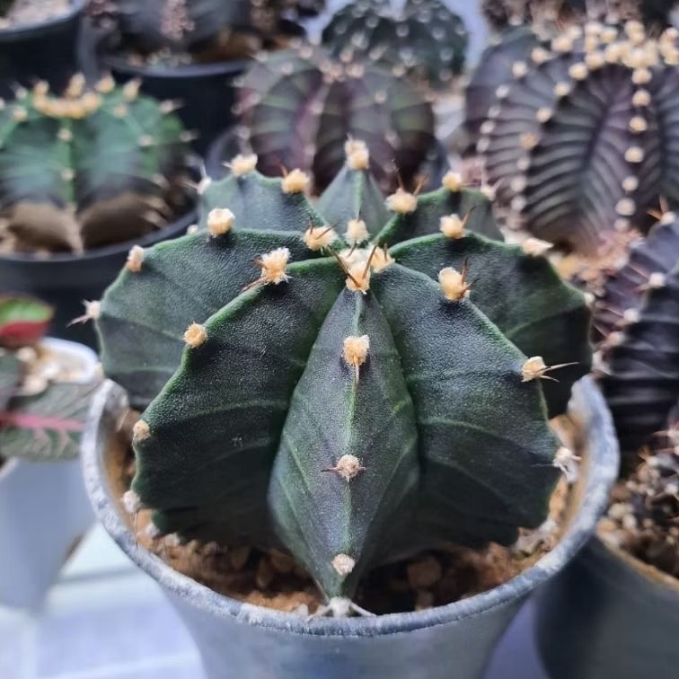 Kaktus Gymno indukan (Gymnocalycium mihanovichii)