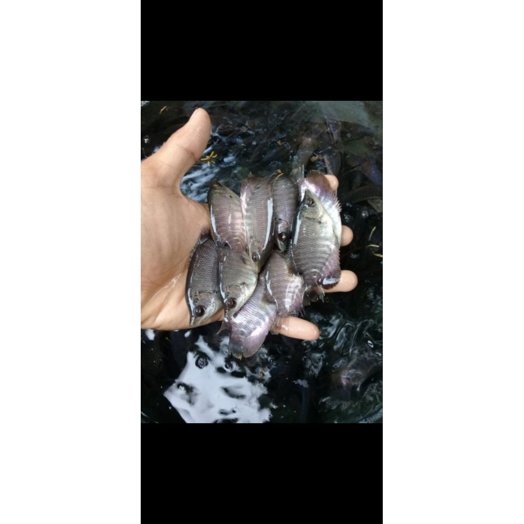 Bibit Ikan Gurame Soang - Gurame Soang