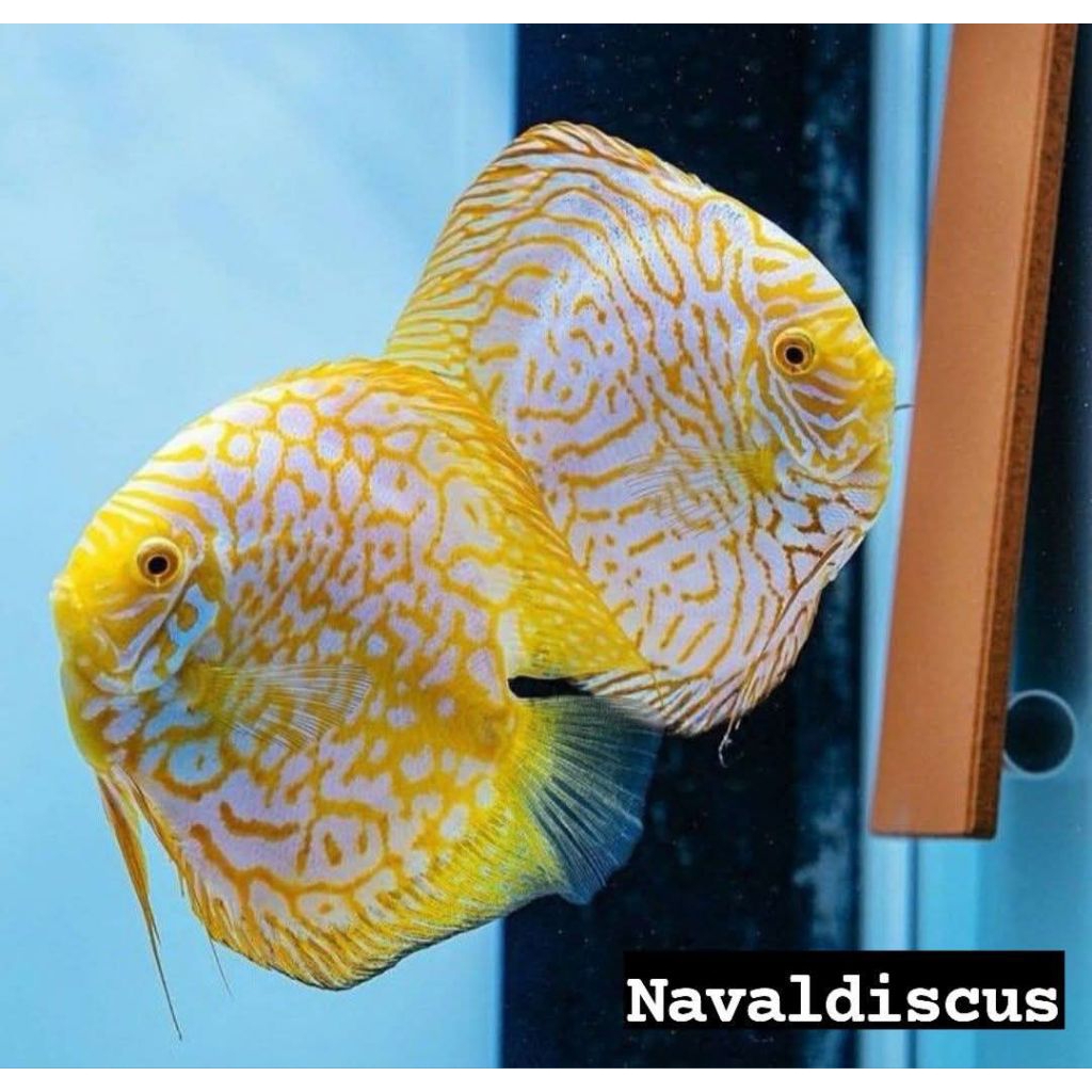 Discus aquascape yellow pigeon ikan hias aquarium