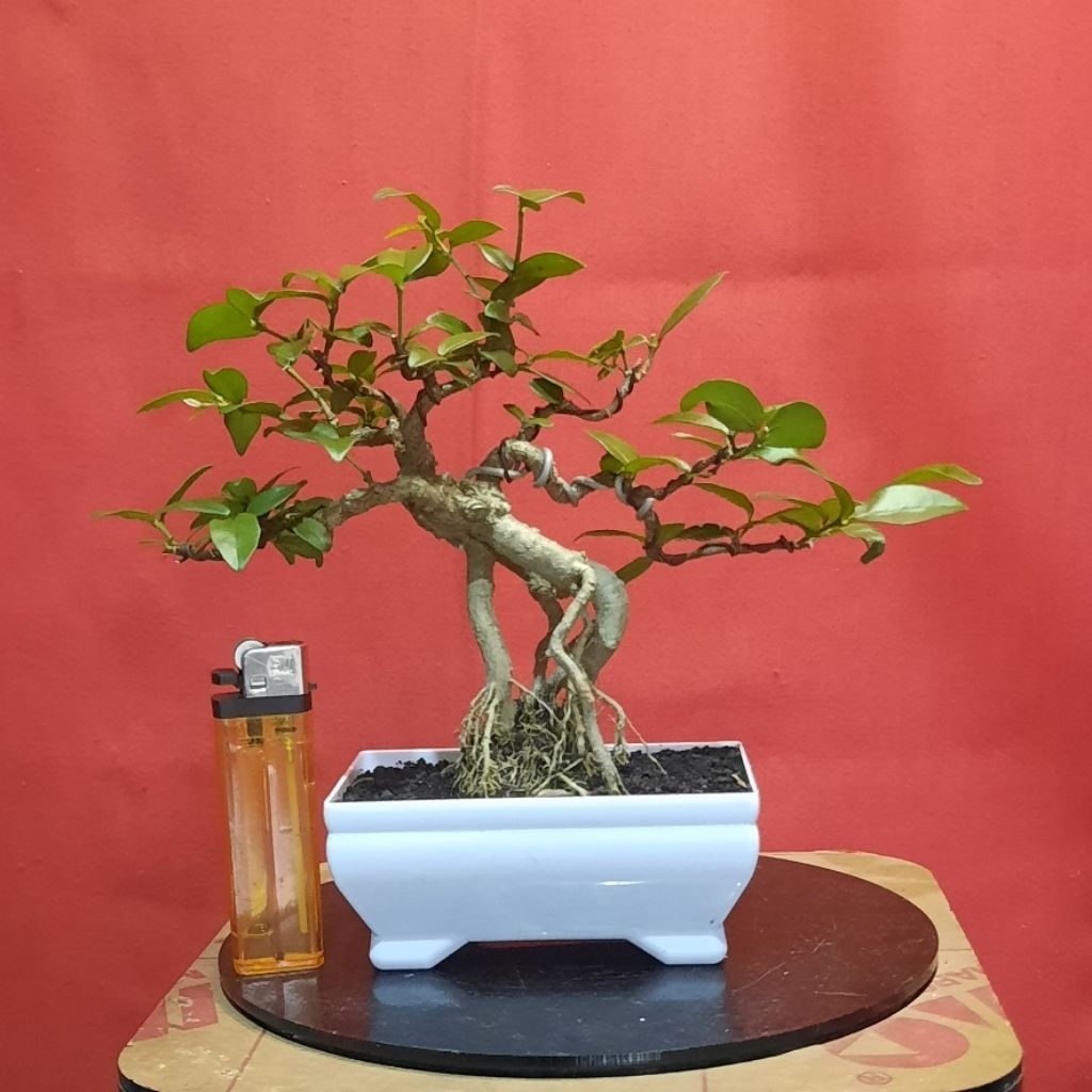 bonsai anput anting putri anput