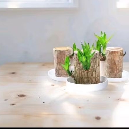 Hanjuang Bonsai Brazilian Wood - Stek Tanaman Hanjuang Brazilian