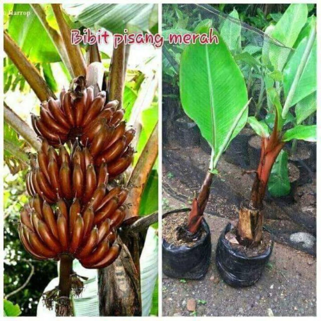 bibit pohon pisang merah super